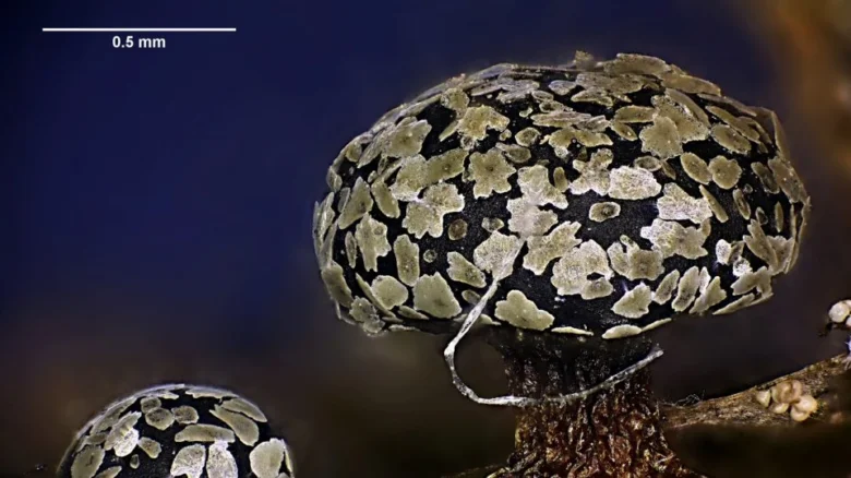 Makrofotografie plodnice slizovky s černou čepicí pokrytou světlými skvrnami.