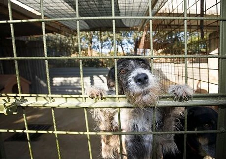 Pso v kleci hledí ven, symbolizuje adopce.
