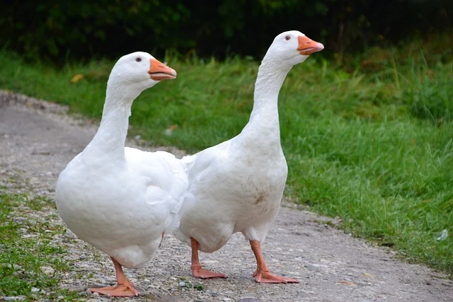 Dvě bílé domestikované husy stojící vedle sebe na cestě.