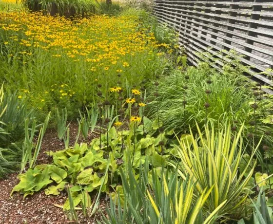 Zahrada s žlutými květy a různorodou vegetací u plotu.