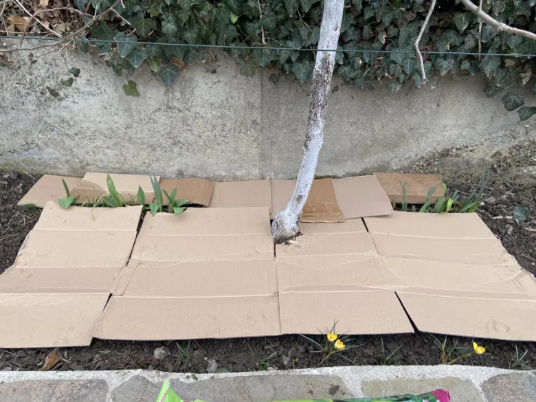 Cardboard mulch around tree
