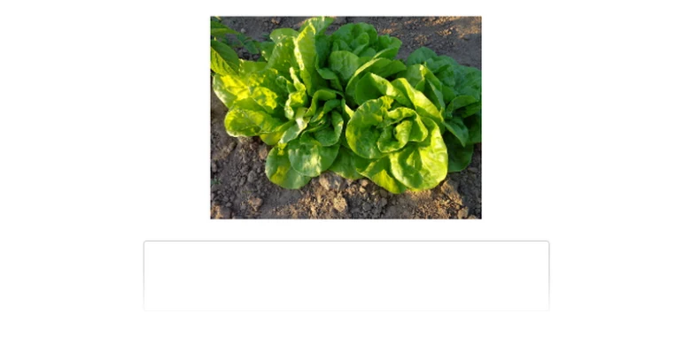 Lettuce plant in soil