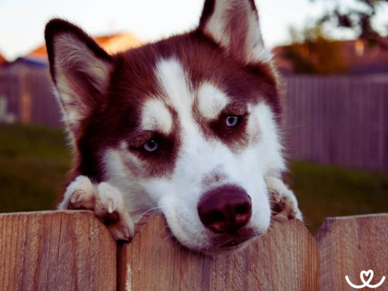 Hnědý husky se opírá o dřevěný plot.